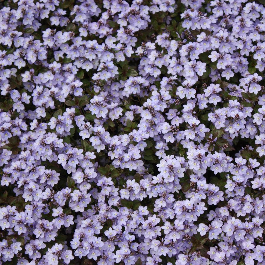 Veronica 'Waterperry Blue' - Speedwell from Hoffie Nursery