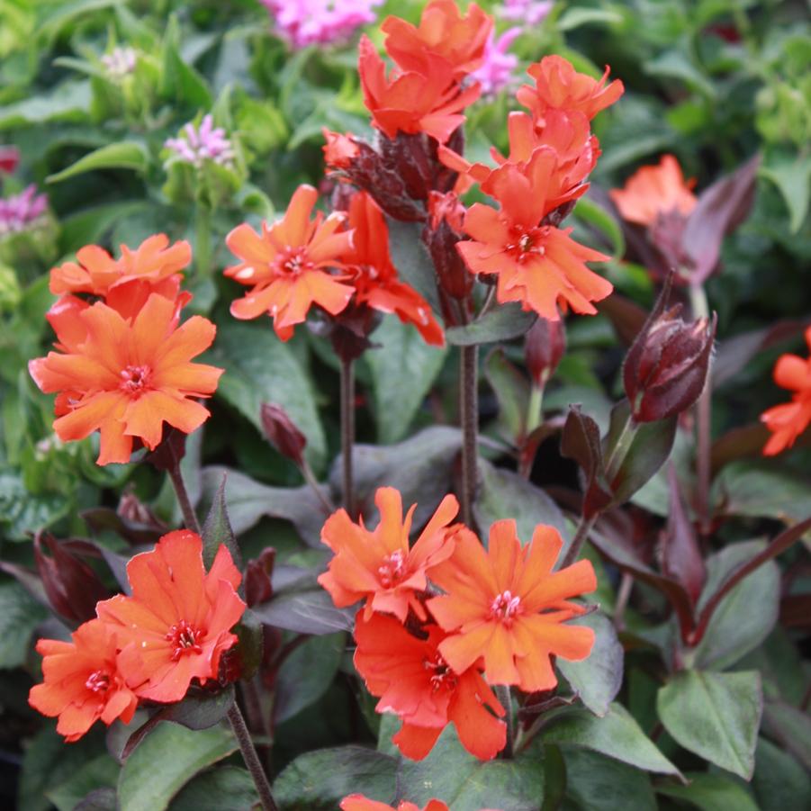 Lychnis arkwrightii 'Orange Gnome' - Catchfly, Maltese Cross from Hoffie Nursery