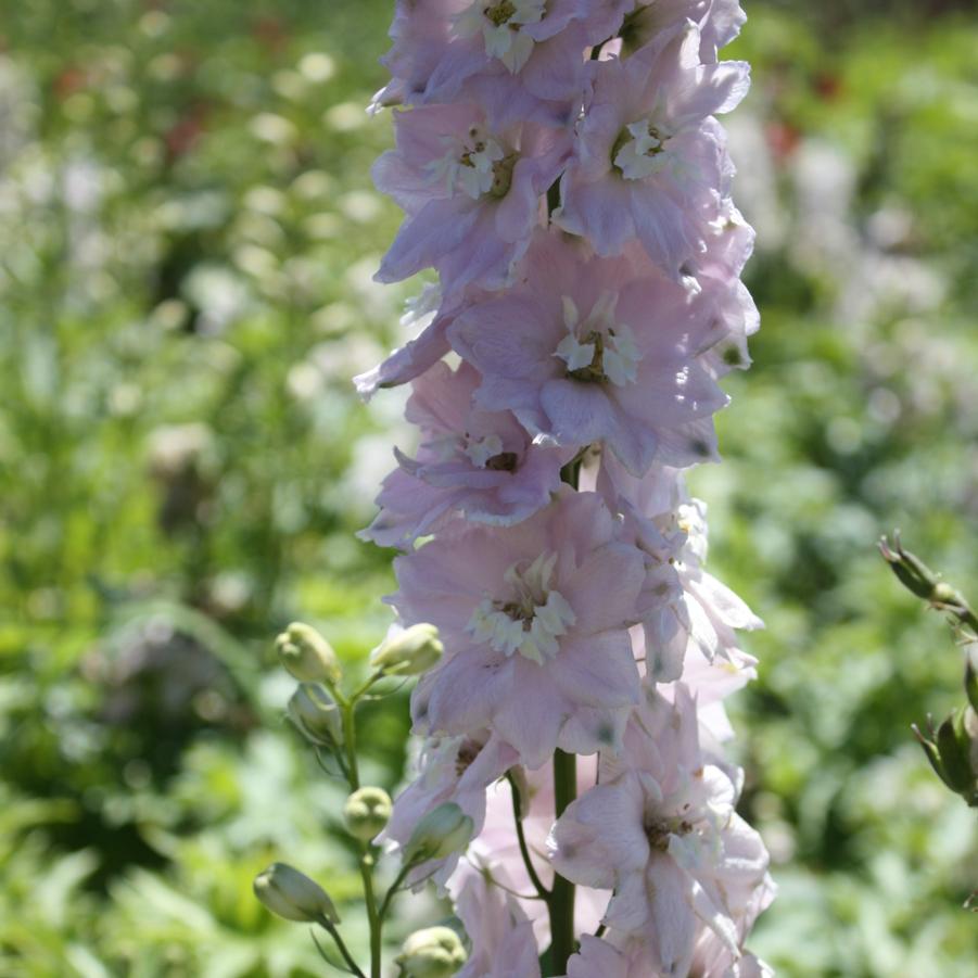 Delphinium (Magic Fountains) 'Cherry Blossom/White Bee' - Larkspur from Hoffie Nursery