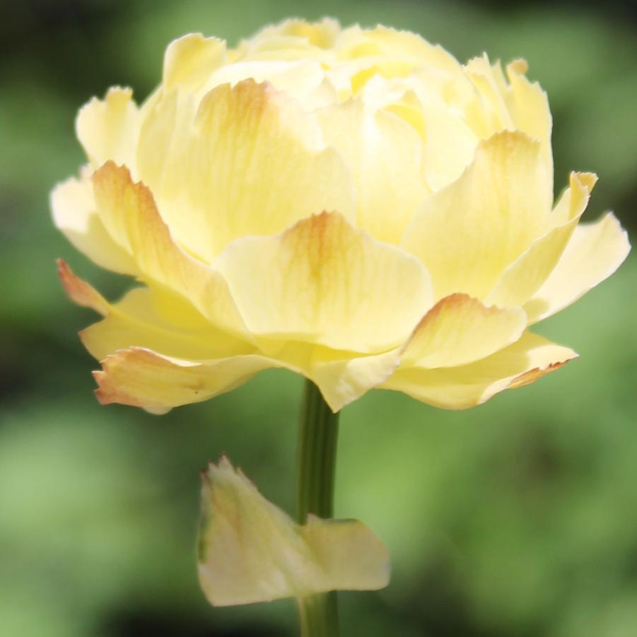 Trollius 'Cheddar' - Globe Flower from Hoffie Nursery