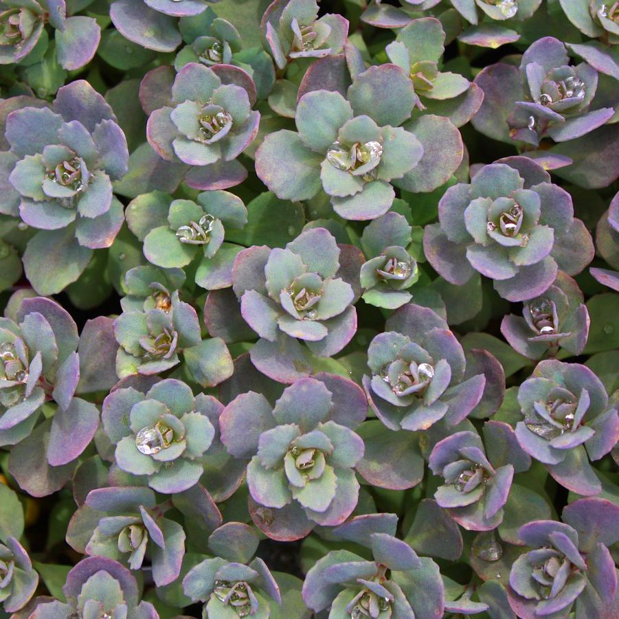 Sedum Sunsparkler® 'Dazzleberry' - Creeping Sedum from Hoffie Nursery