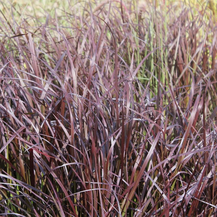 Pennisetum setaceum 'Rubrum' - Purple Fountain Grass from Hoffie Nursery