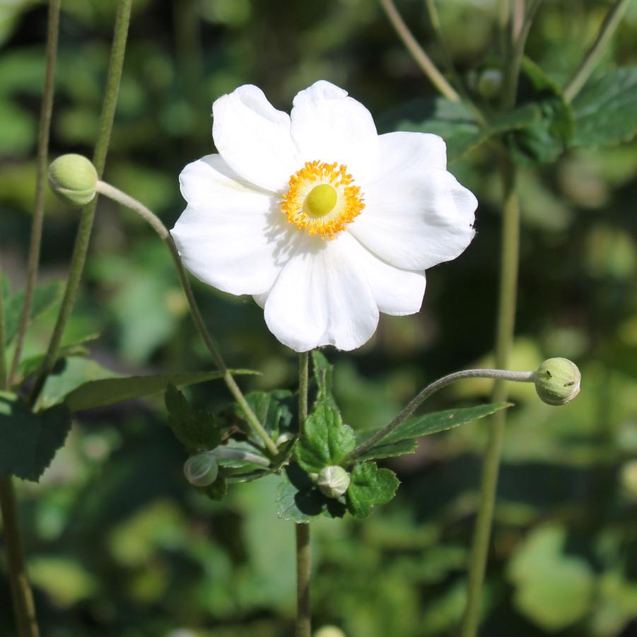 Anemone 'Honorine Jobert' - Japanese Windflower Anemone from Hoffie Nursery