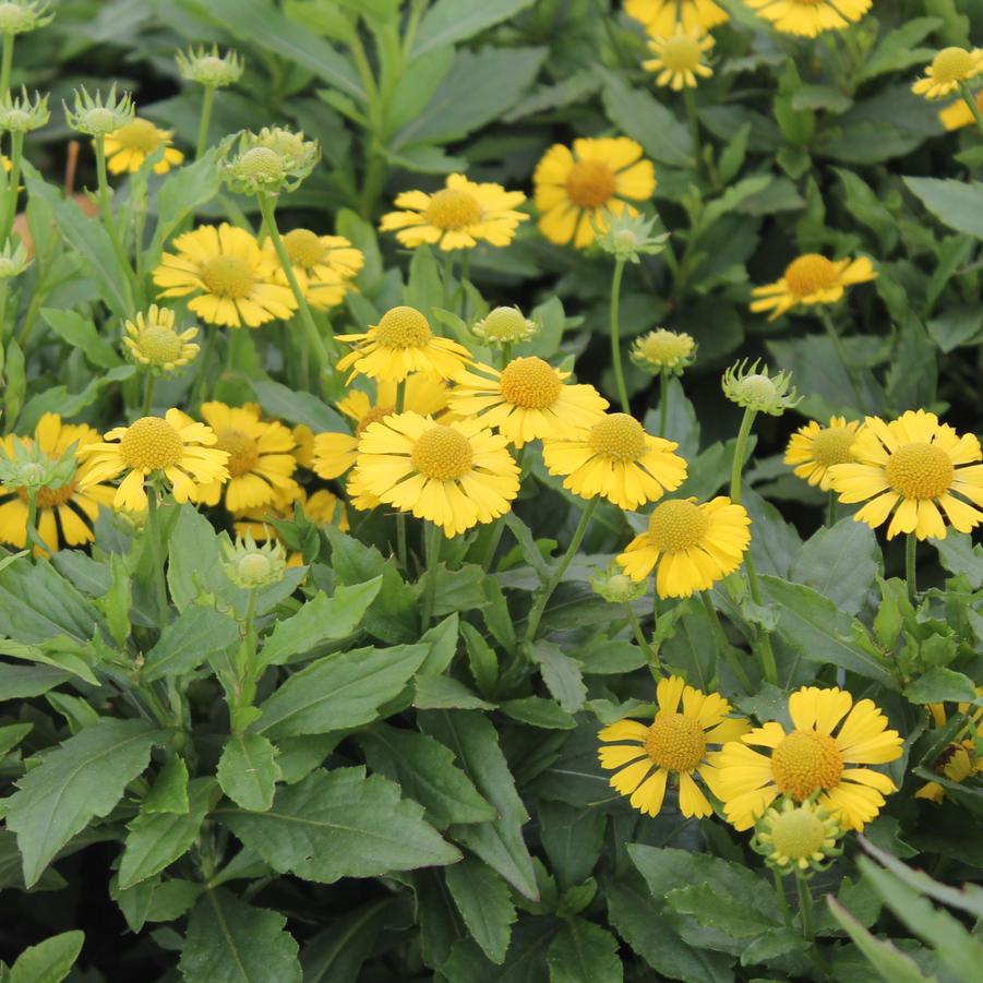 Helenium Mariachi™ Sombrero - Helen's Flower from Hoffie Nursery