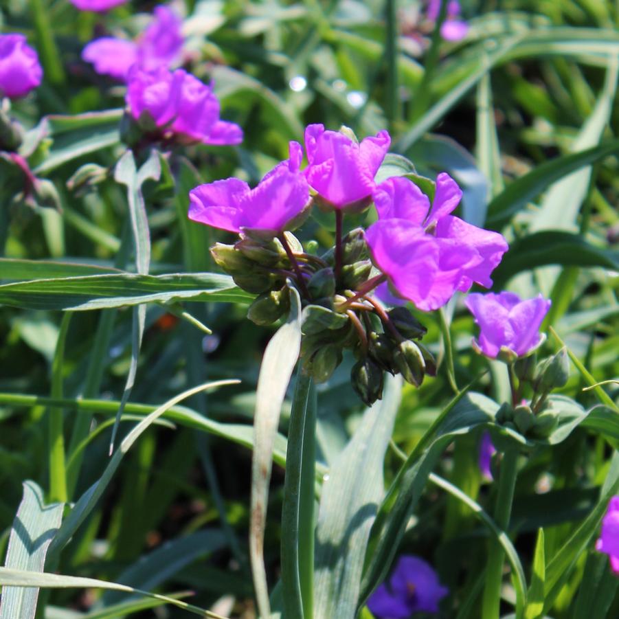 Tradescantia andersoniana 'Concord Grape' - Spiderwort from Hoffie Nursery