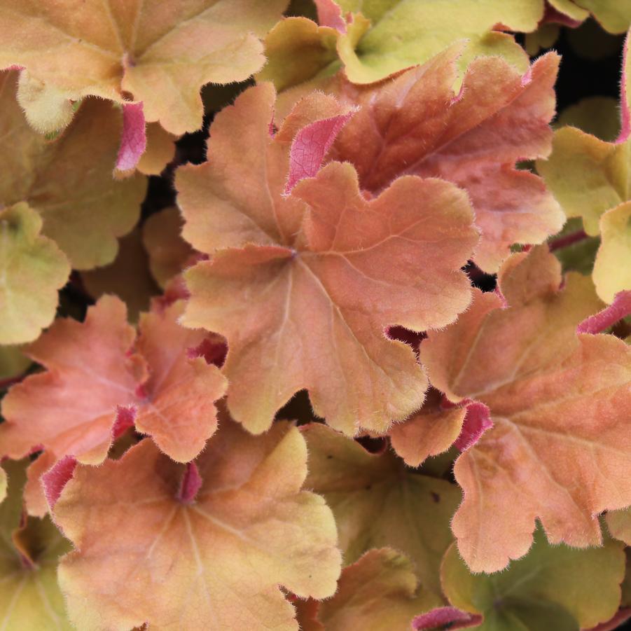 Heuchera 'Caramel' - Coral Bells from Hoffie Nursery