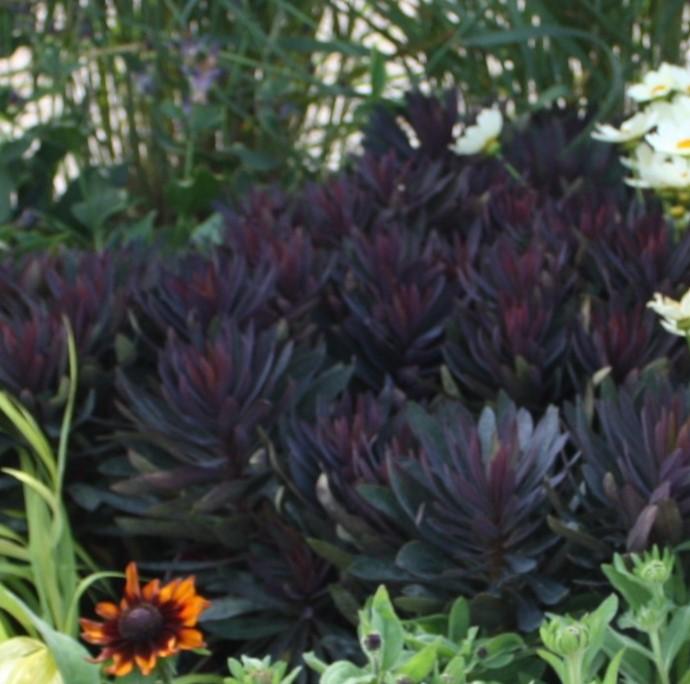 Euphorbia 'Blackbird' - Spurge from Hoffie Nursery
