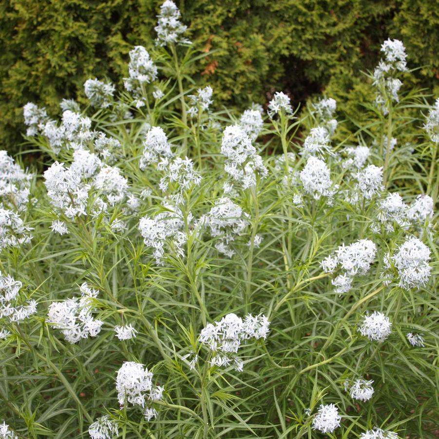 Amsonia 'Halfway to Arkansas' - Bluestar Milkweed from Hoffie Nursery