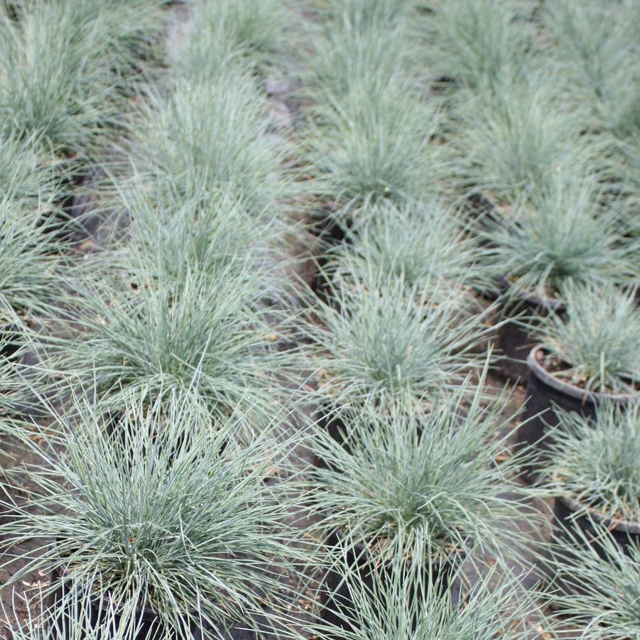 Festuca glauca 'Elijah Blue' - Blue Fescue from Hoffie Nursery