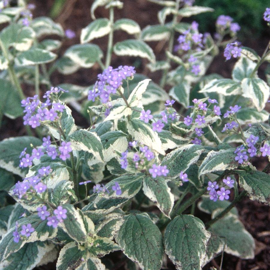 Brunnera macrophylla 'Variegata' - False Forget-Me-Not, Siberian Bugloss from Hoffie Nursery
