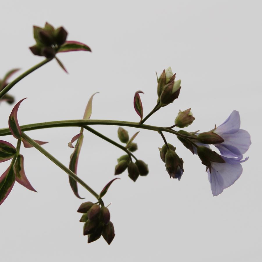 Polemonium reptans 'Stairway to Heaven' - Jacob's Ladder from Hoffie Nursery