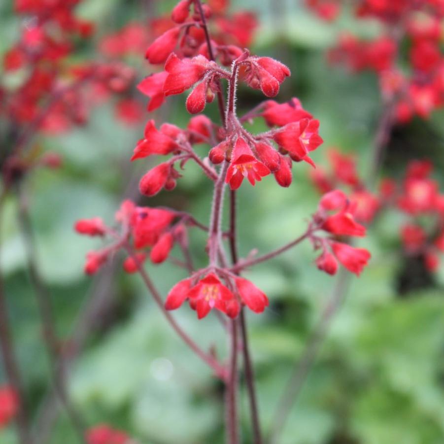 Heuchera sanguinea 'Ruby Bells' - Coral Bells from Hoffie Nursery