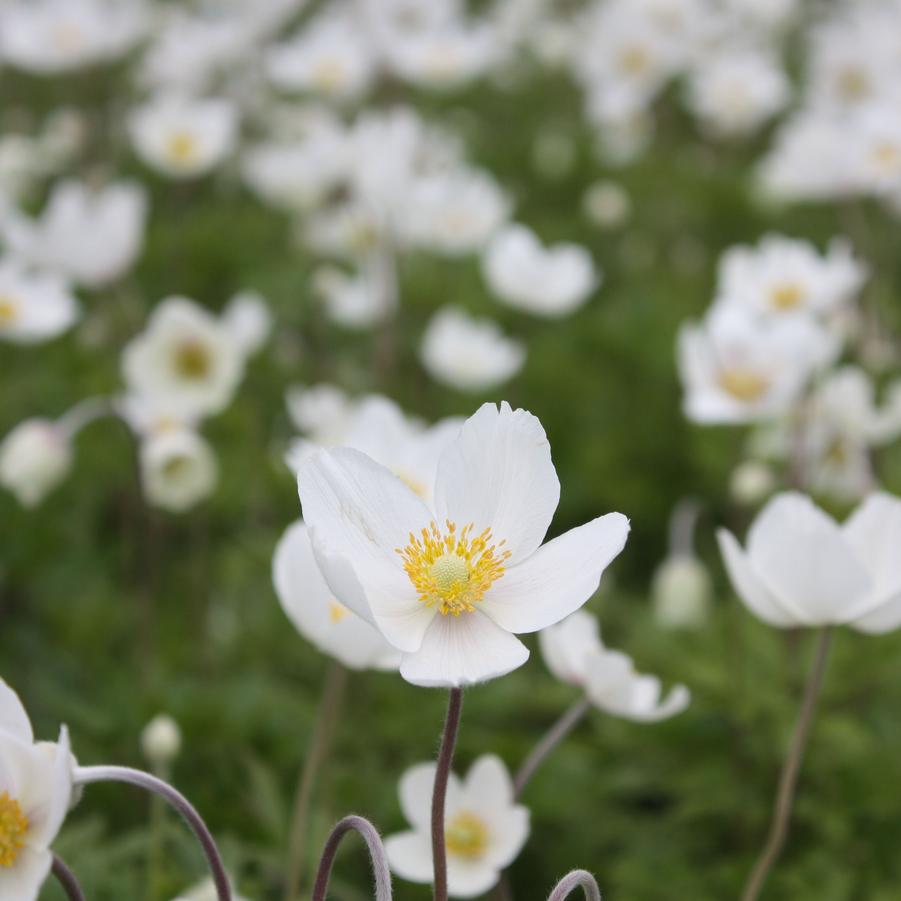 Anemone sylvestris - Snowdrop Anemone from Hoffie Nursery