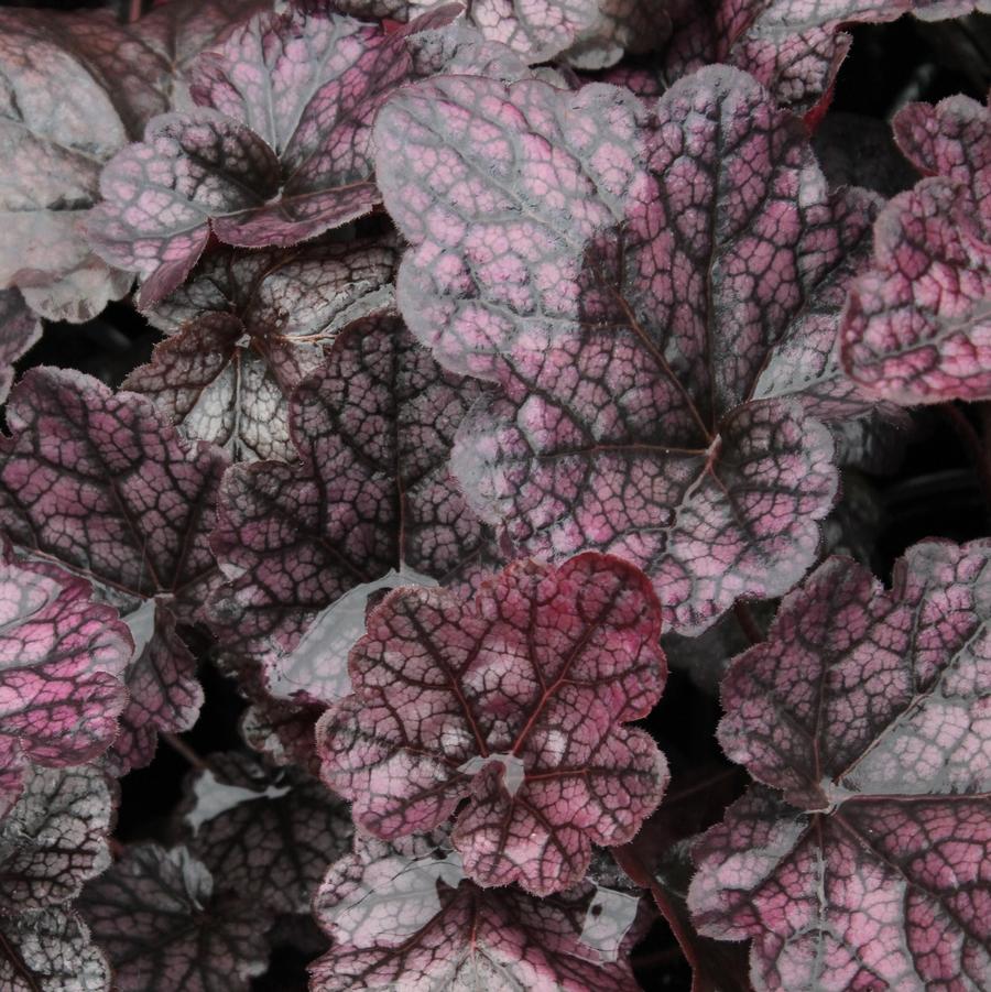 Heuchera 'Grape Expectations' - Coral Bells from Hoffie Nursery