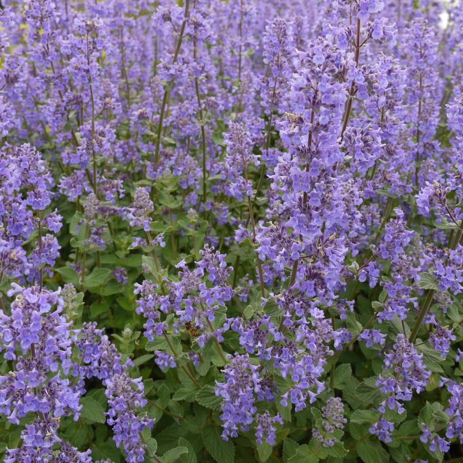 Nepeta grandiflora 'Summer Magic' - Catmint from Hoffie Nursery