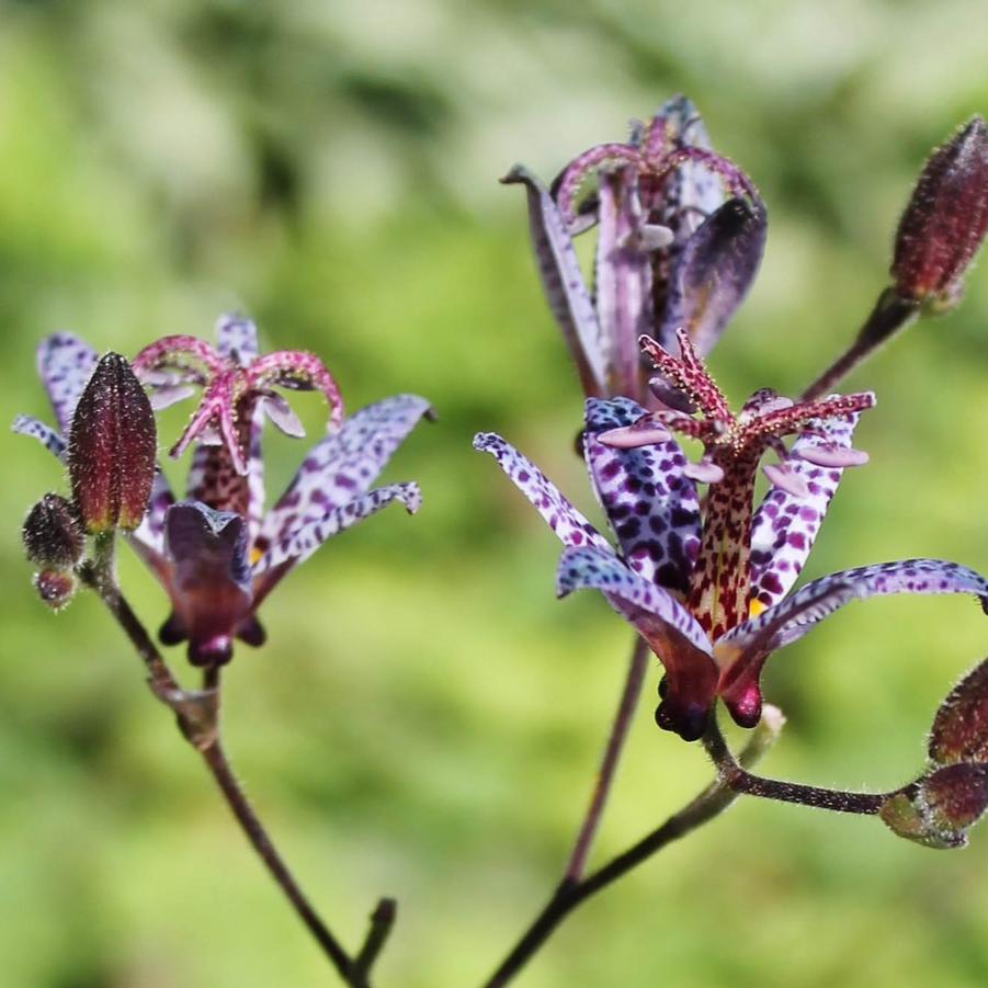Tricyrtis formosana 'Dark Beauty' - Toad Lily from Hoffie Nursery