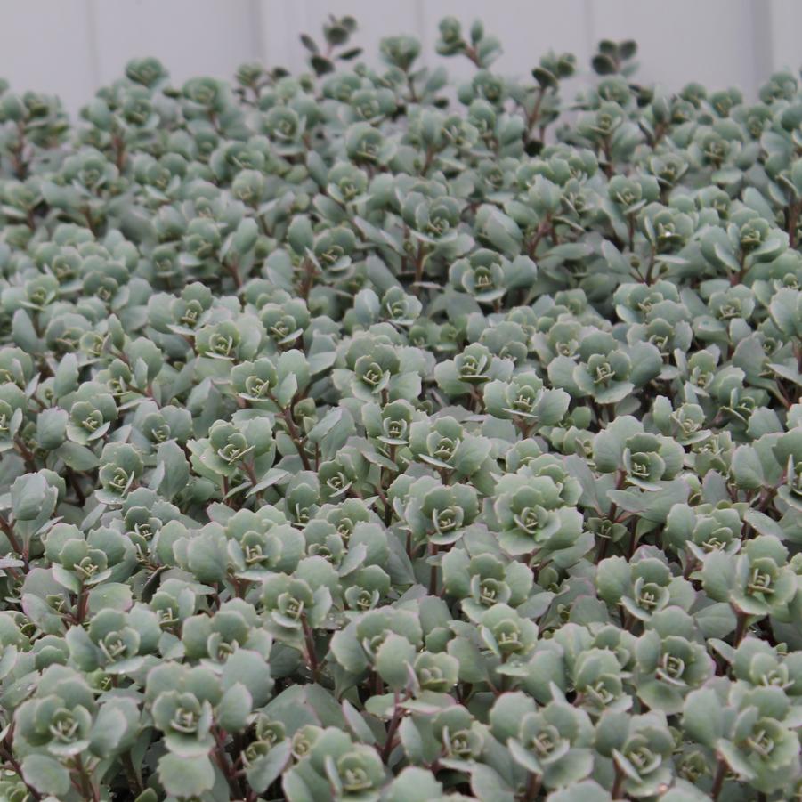 Sedum cauticola 'Lidakense' - Stonecrop from Hoffie Nursery