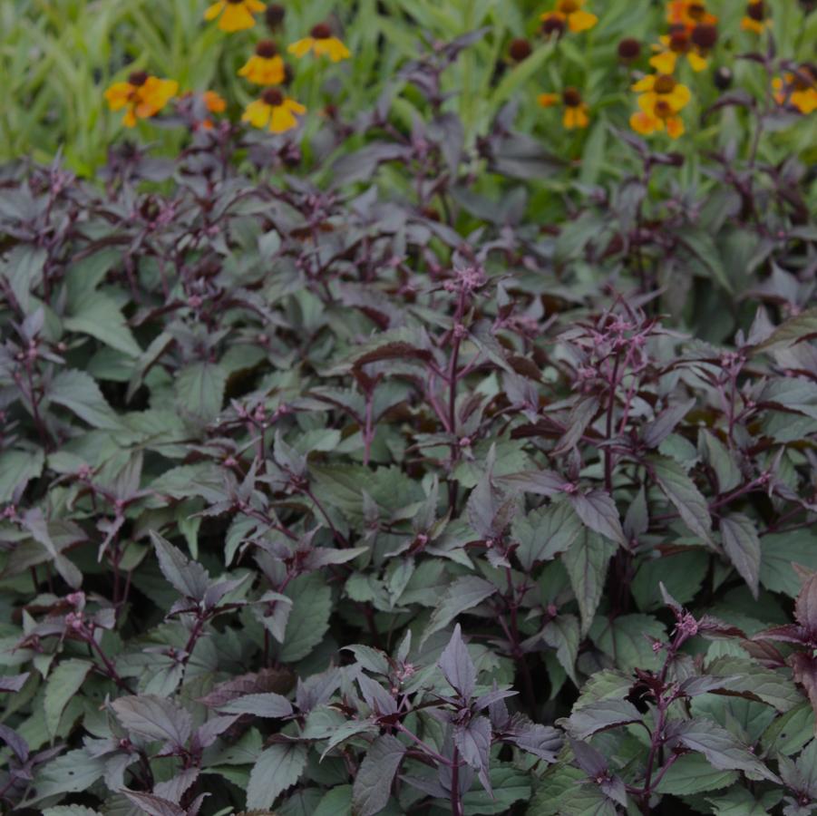 Eupatorium rugosum 'Chocolate' - White Snakeroot from Hoffie Nursery