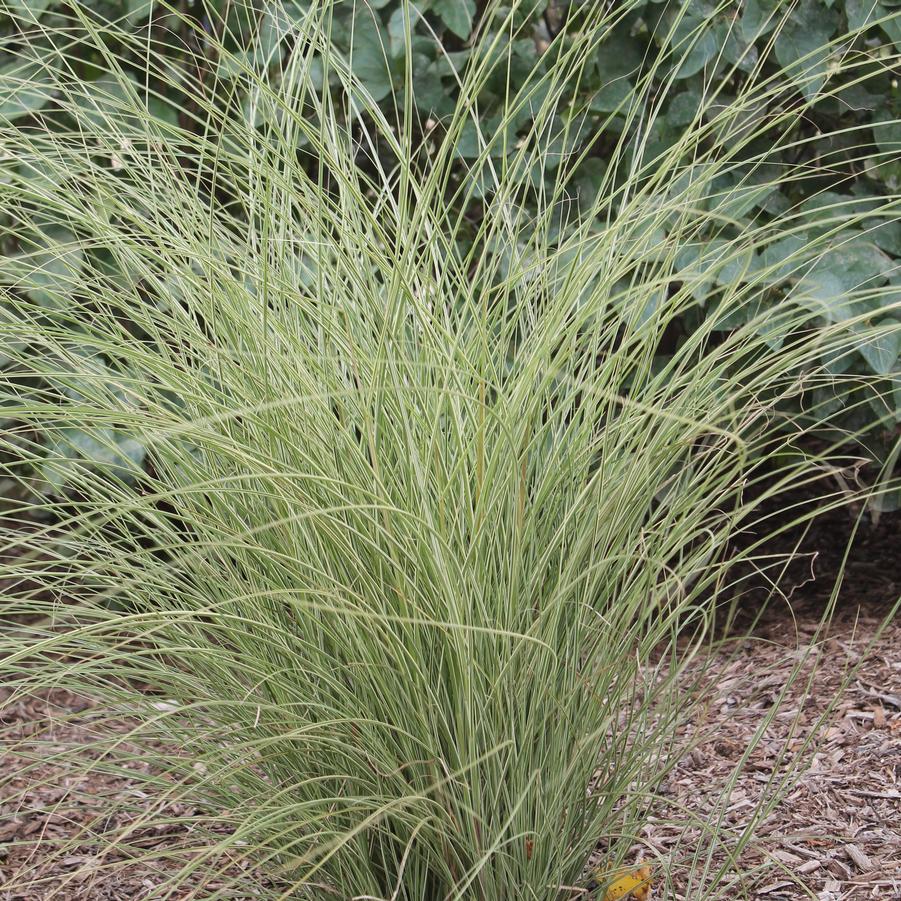 Miscanthus sinensis 'Morning Light' - Japanese Silver Grass from Hoffie Nursery