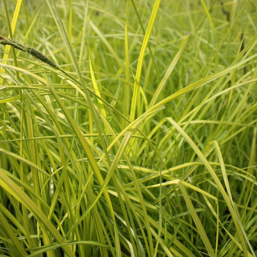 Carex elata 'Bowles Golden' - Golden Sedge from Hoffie Nursery