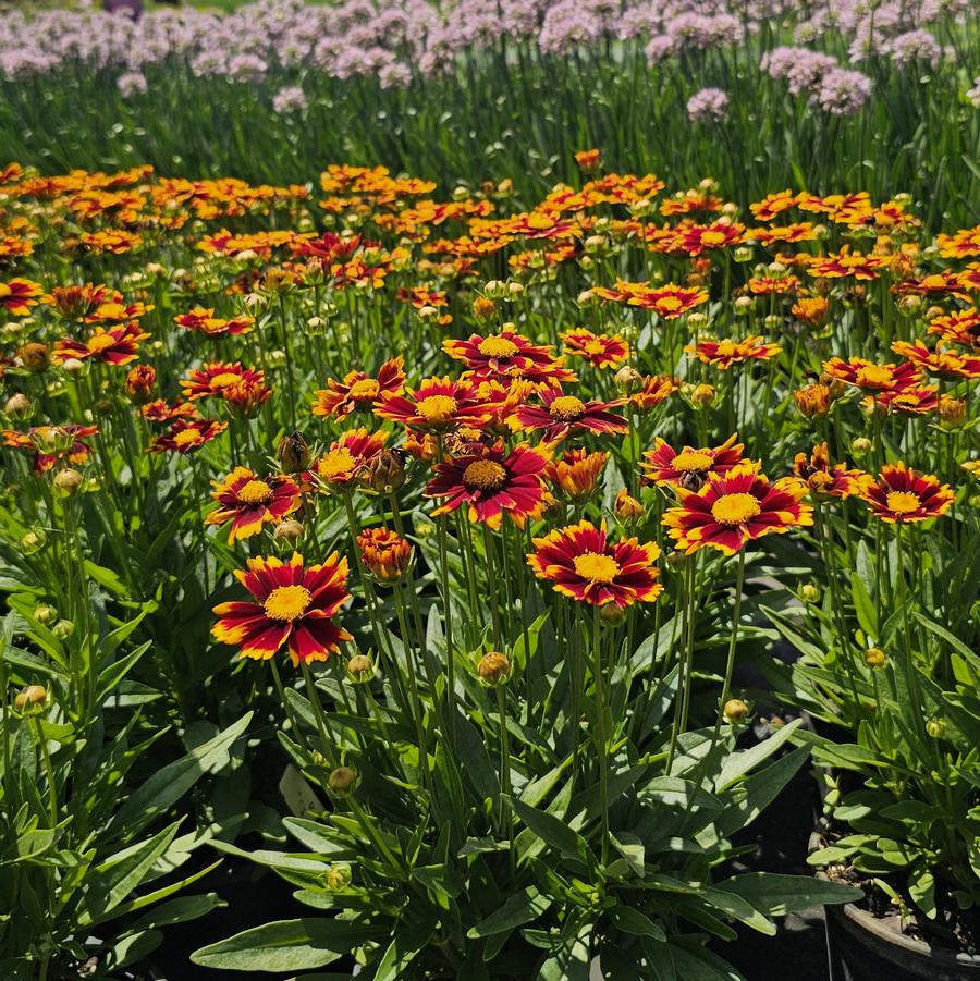 Coreopsis UpTick™ 'Red' - Tickseed from Hoffie Nursery