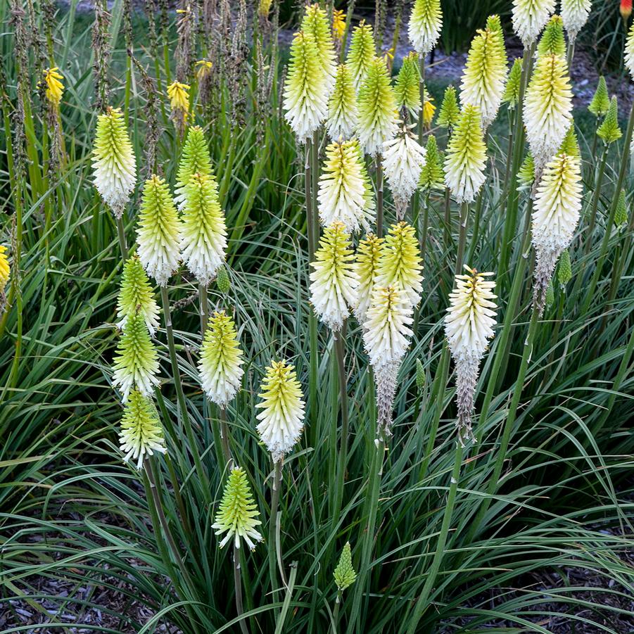 Kniphofia 'Lady Luck' - Hot Poker from Hoffie Nursery