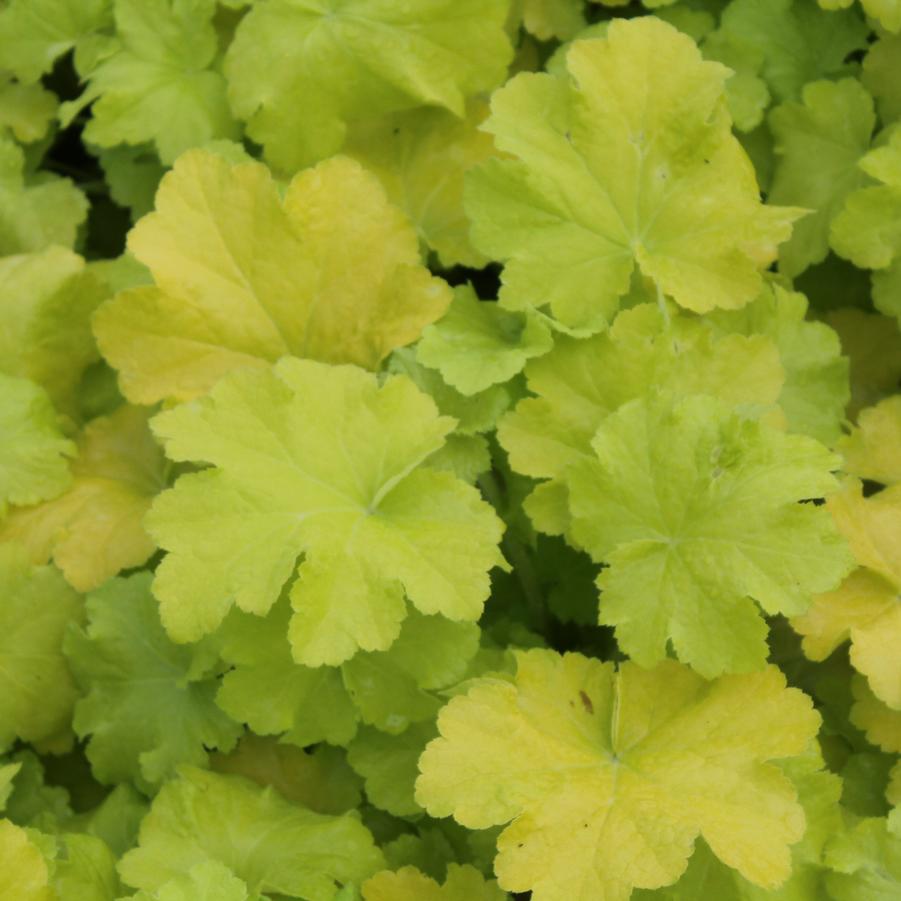 Heuchera 'Citronelle' - Coral Bells from Hoffie Nursery