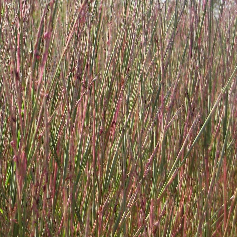 Schizachyrium scoparium 'Carousel' - Little Blue Stem from Hoffie Nursery