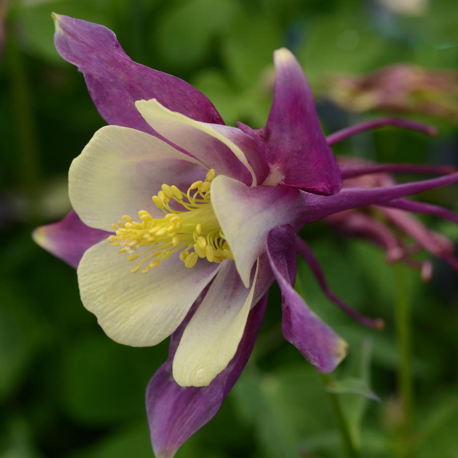 Aquilegia Earlybird™ 'Purple Yellow' - Columbine from Hoffie Nursery