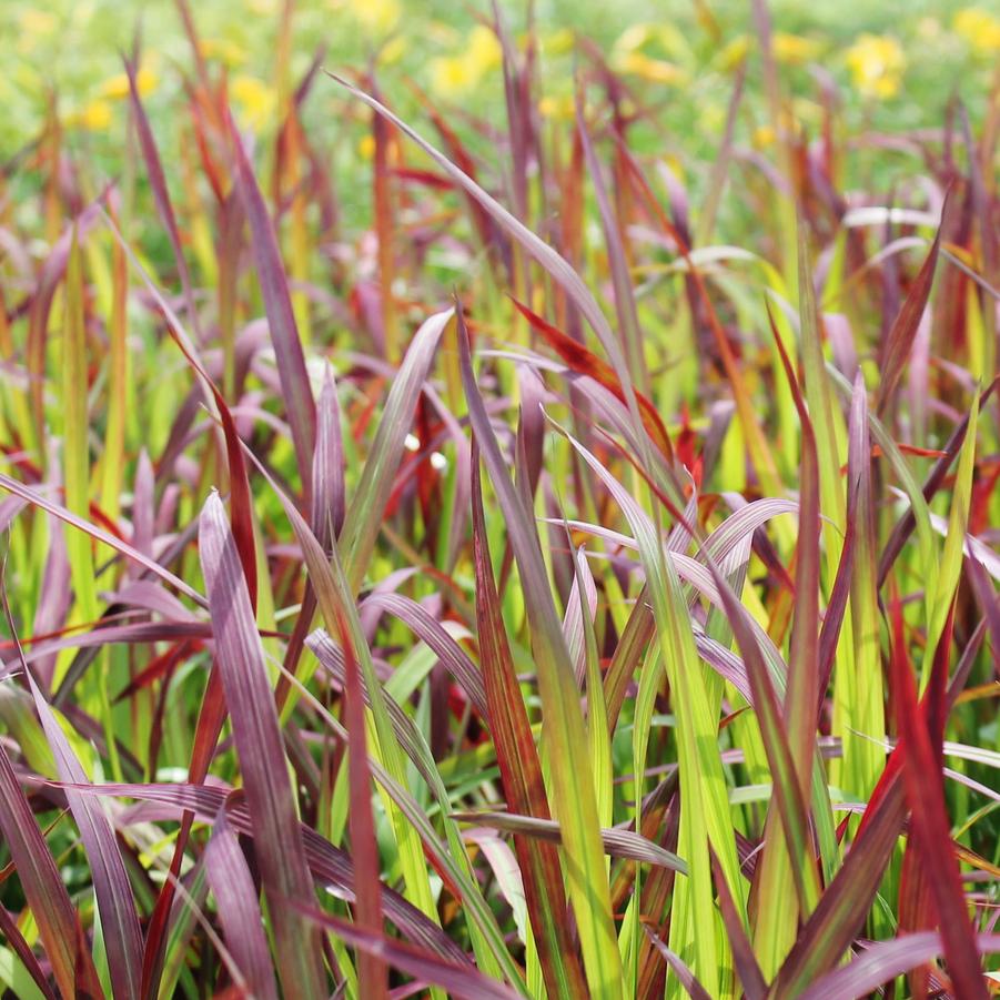 Imperata koenigii 'Red Baron' - Japanese Blood Grass from Hoffie Nursery