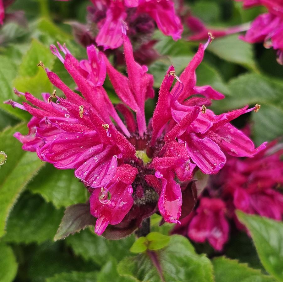 Monarda Rose MARJE® - Bee Balm from Hoffie Nursery