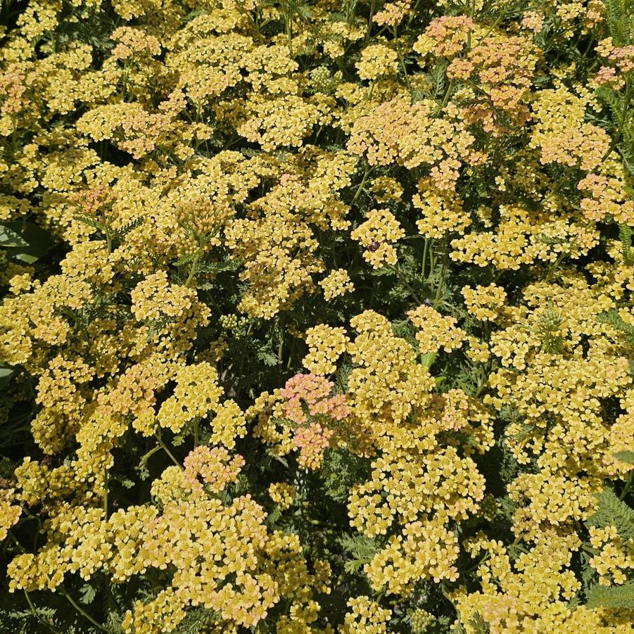 Achillea millefolium Milly Rock™ 'Yellow' - Yarrow from Hoffie Nursery