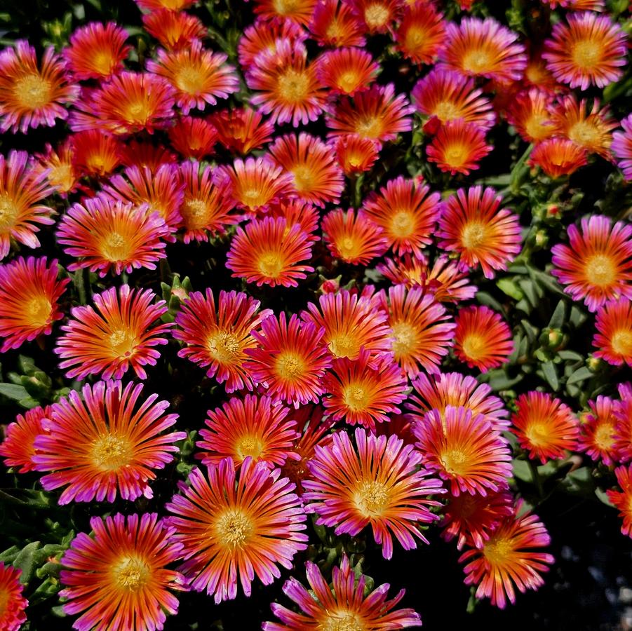 Delosperma Ocean Sunset™ 'Orange Glow' - Ice Plant from Hoffie Nursery