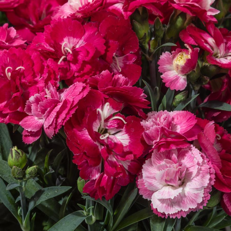 Dianthus Constant Cadence® 'Milk Cherry' - from Hoffie Nursery