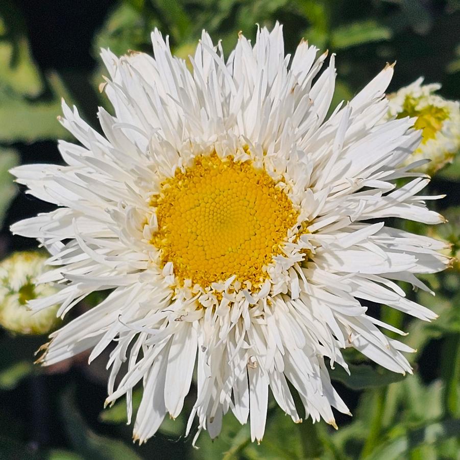 Leucanthemum superbum 'Sante' - Shasta Daisy from Hoffie Nursery