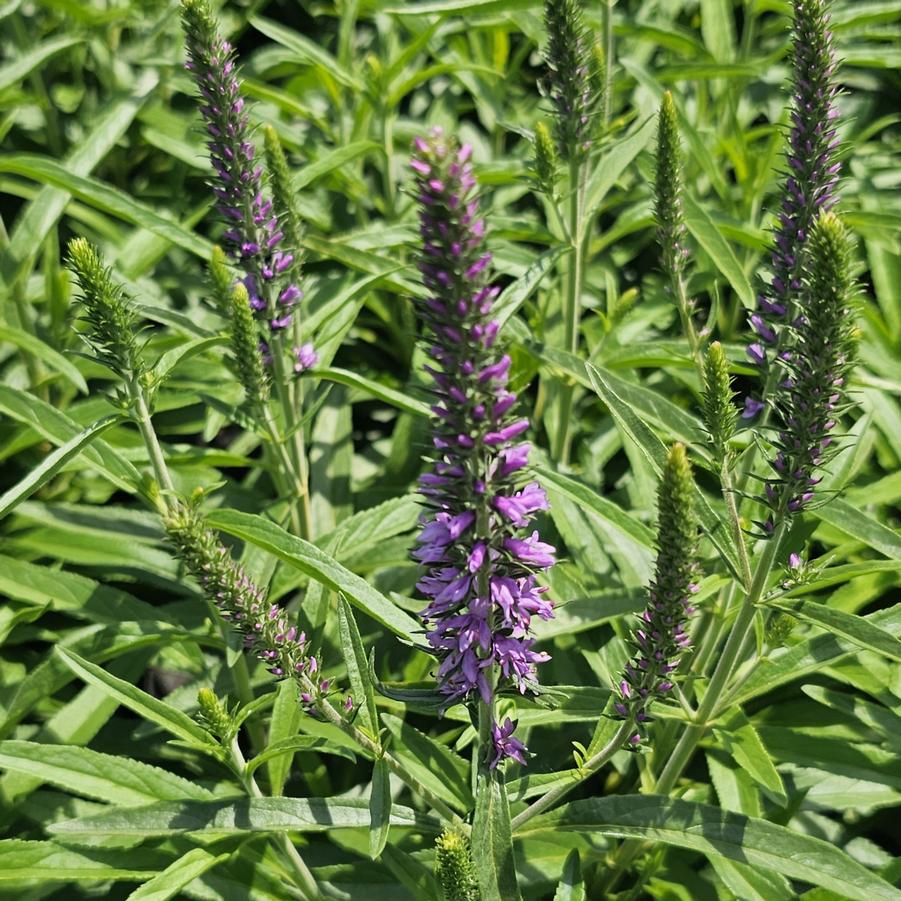 Veronica Moody Blues® 'Mauve' - Speedwell from Hoffie Nursery