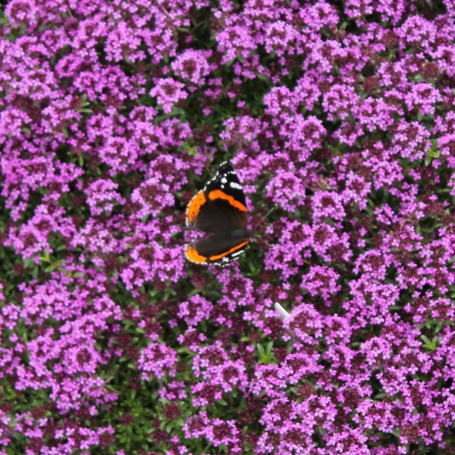 Thymus praecox 'Coccineus' - Creeping Thyme from Hoffie Nursery
