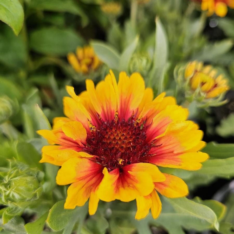 Gaillardia aristata Spintop® Red Starburst Improved Spintop® - Blanket Flower from Hoffie Nursery
