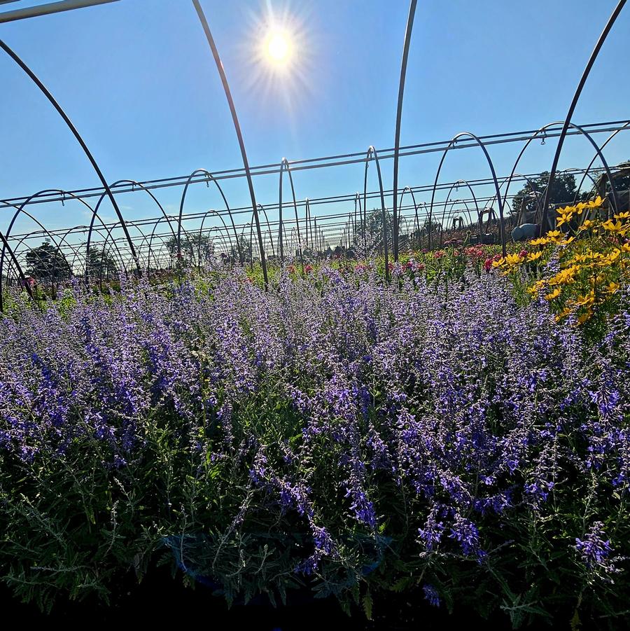 Perovskia atriplicifolia 'CrazyBlue' - Russian Sage from Hoffie Nursery