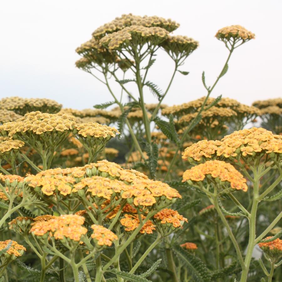 Achillea millefolium 'Terra Cotta' - Yarrow from Hoffie Nursery