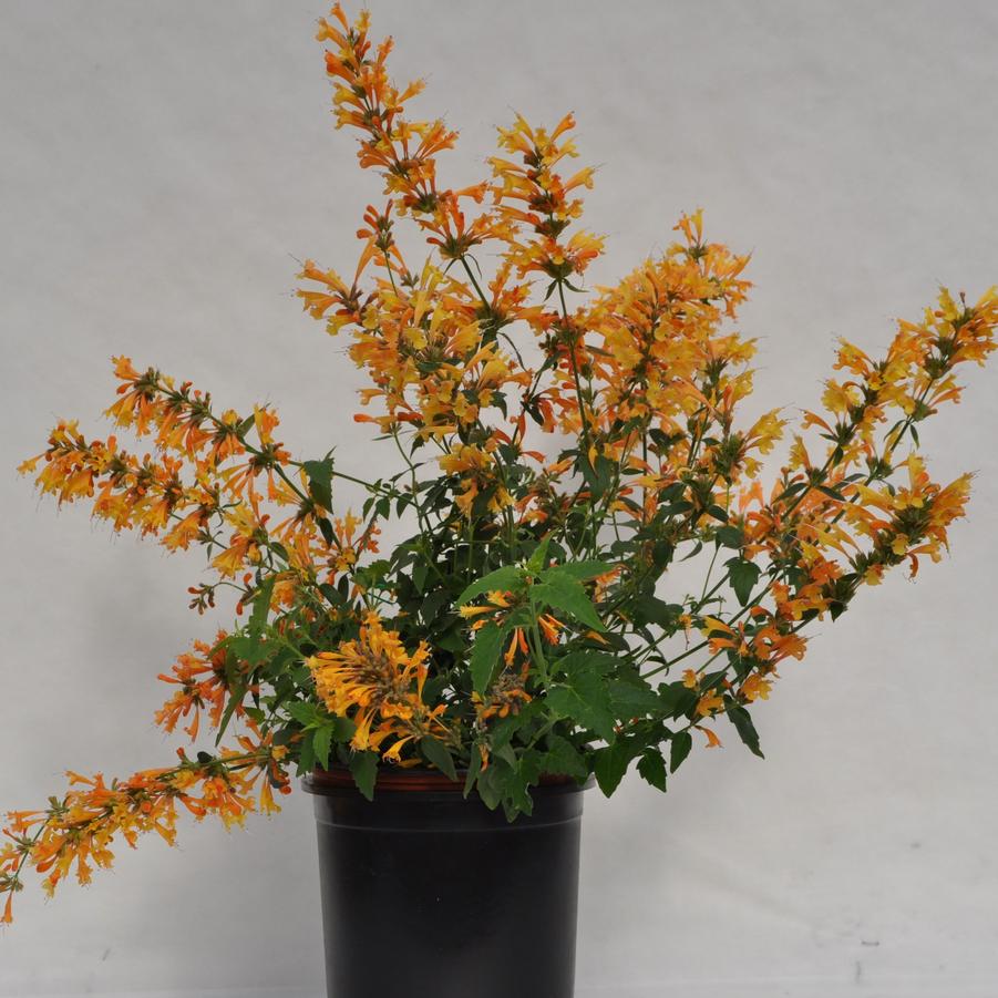 Agastache Orange Sunrise® - Hummingbird Mint from Hoffie Nursery