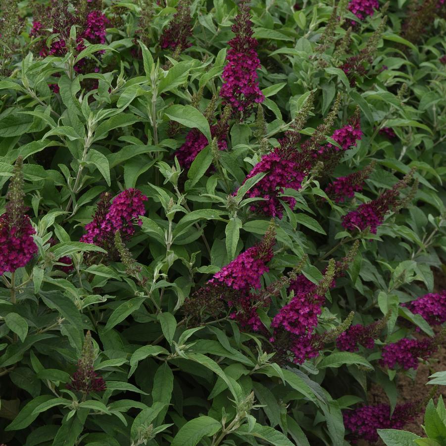 Buddleia davidii Chrysalis™ 'Cranberry' - Butterfly Bush from Hoffie Nursery