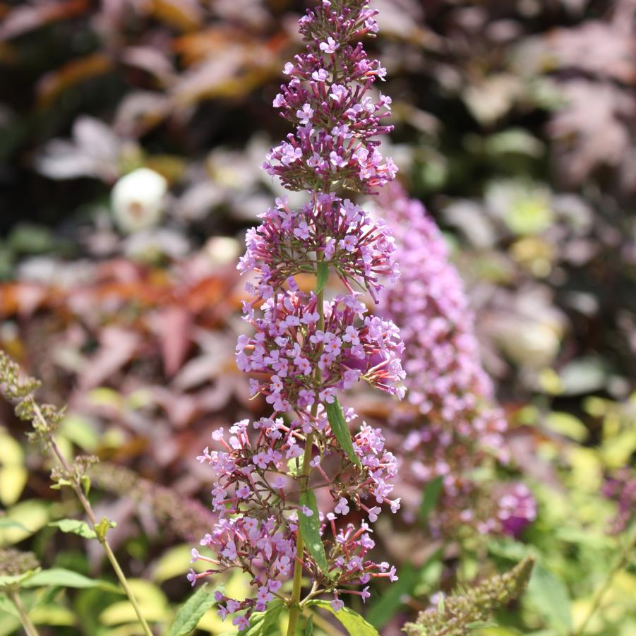 Buddleia davidii 'Pink Delight' - Butterfly Bush from Hoffie Nursery