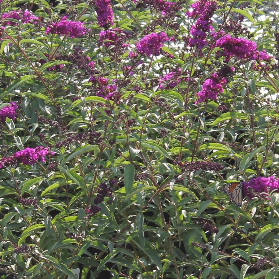 Buddleia davidii 'Royal Red' - Butterfly Bush from Hoffie Nursery