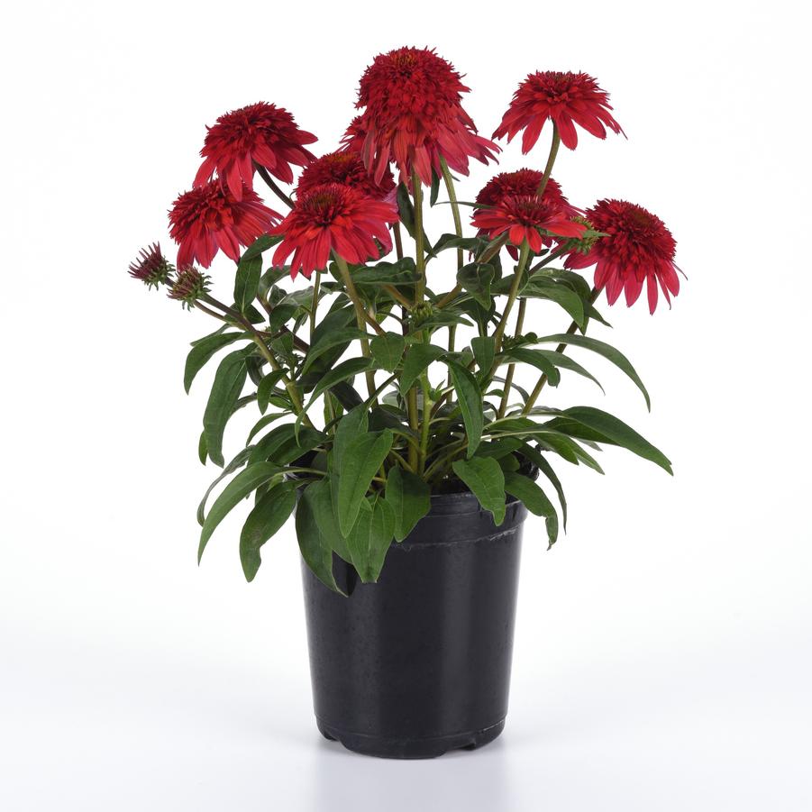 Echinacea Strawberry Deluxe Double Scoop™ - Double Coneflower from Hoffie Nursery