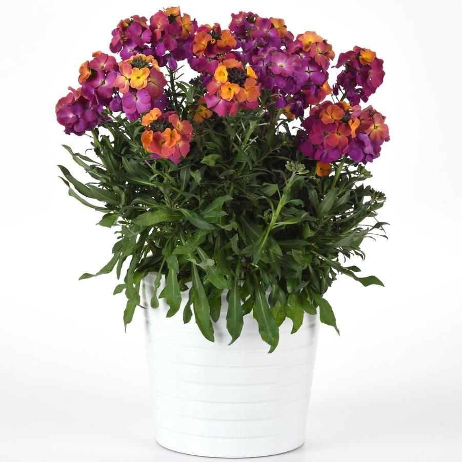 Erysimum Brightside® 'Magenta Glow' - Wallflower from Hoffie Nursery