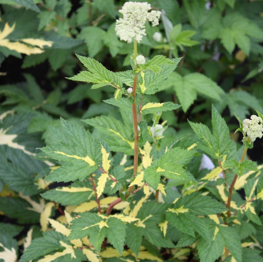Filipendula ulmaria 'Variegata' - Queen of the Meadows from Hoffie Nursery