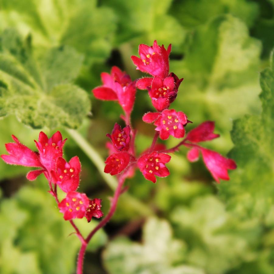 Heuchera 'Hercules' - Coral Bells from Hoffie Nursery