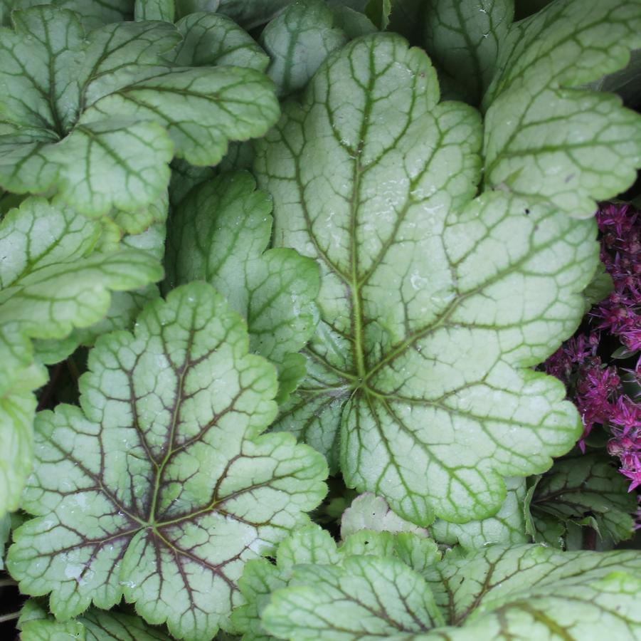 Heuchera 'Circus' - Coral Bells from Hoffie Nursery