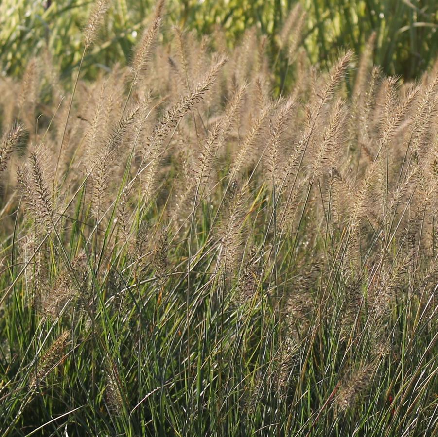 Pennisetum alopecuroides 'Hameln' - Dwarf Fountain Grass from Hoffie Nursery